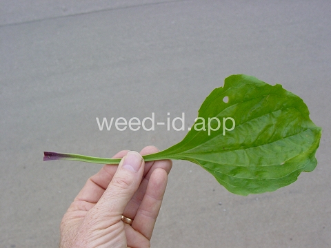 plantain, blackseed